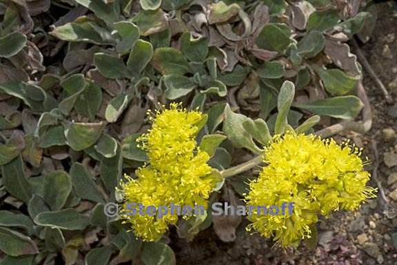 eriogonum jamesii var flavum 3 graphic